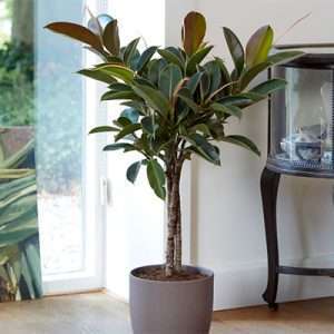 RUBBER PLANT MELANY