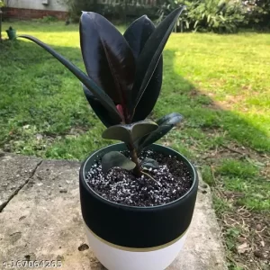 RUBBER PLANT BLACK PRINCE