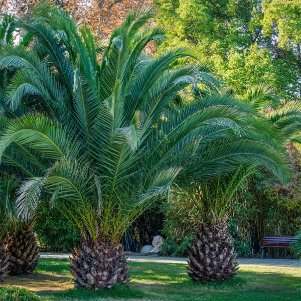 PHOENIX CANARIENSIS PALM