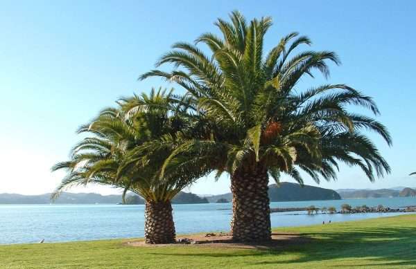 PHOENIX PALM