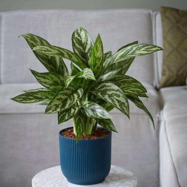 AGLAONEMA TIGRESS