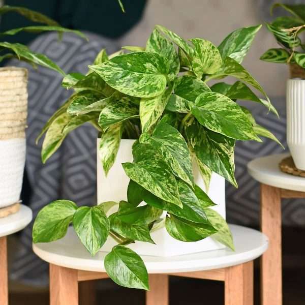 MARBLE QUEEN-Office Plant