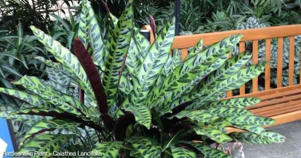 RATTLE SNAKE CALATHEA