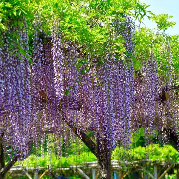 ROYAL WISTERIA