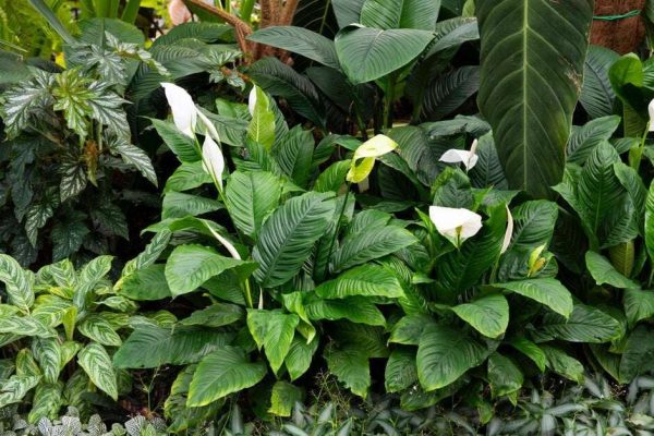 PEACE LILLY