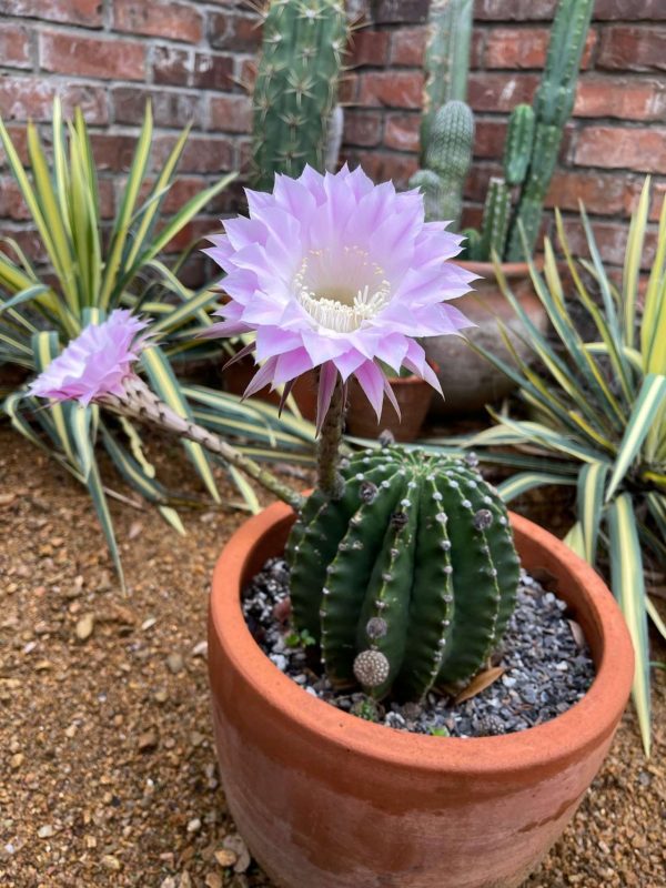 EASTER LILY CACTUS