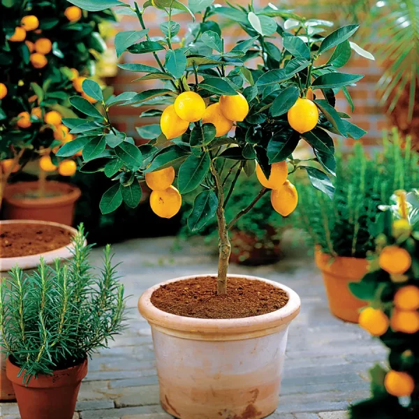 CITRUS PLANTS
