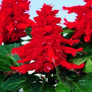 SALVIA SPLENDENS