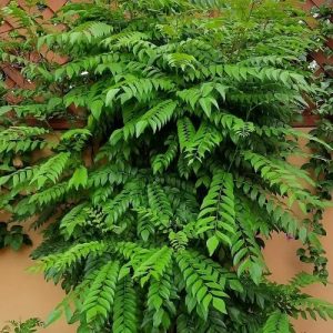 CURRY LEAFS