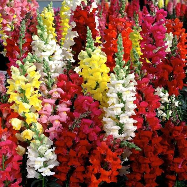 ANTIRRHINUM - PANEERI