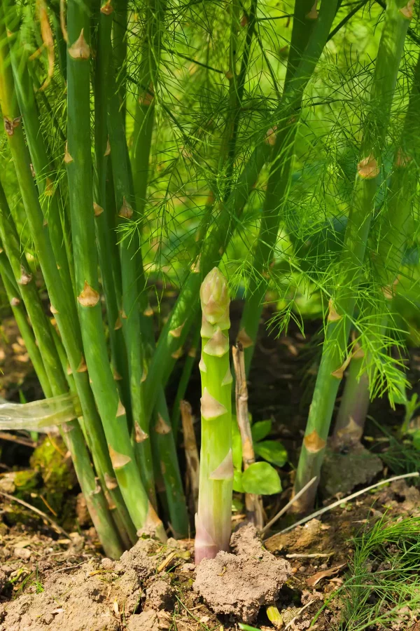 ASPARAGUS PLANT