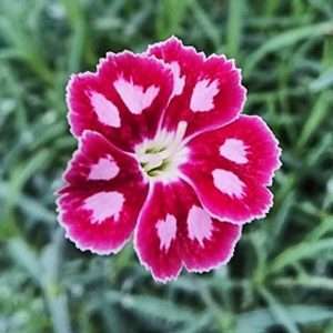 DIANTHUS - PANEERI
