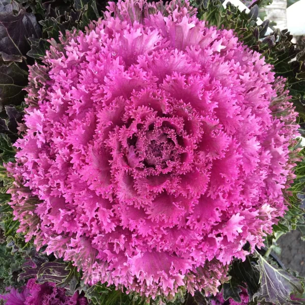 FLOWERING CABBAGE - PANEERI