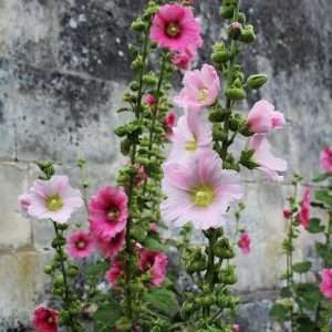 HOLLYHOCKS-PANEERI