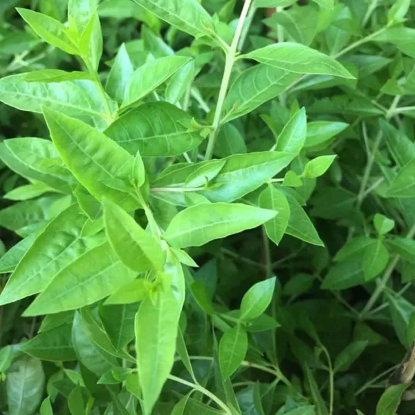 MEHNDI PLANT