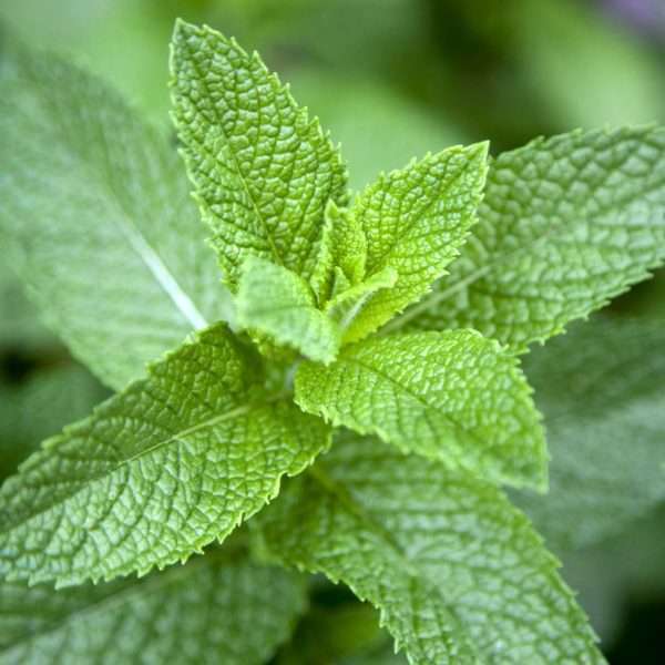 MINT