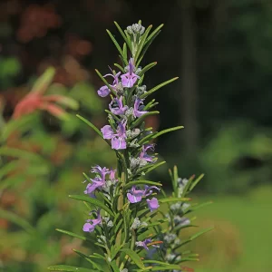 ROSEMARY