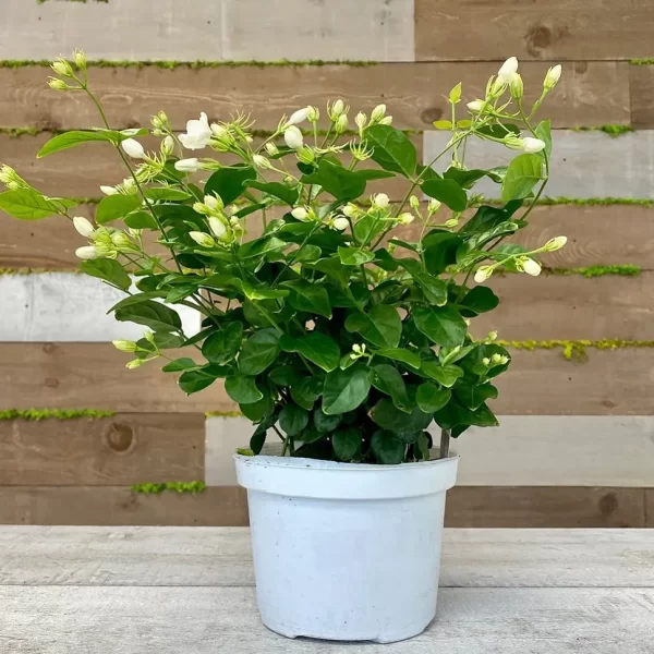 ARABIAN JASMINE
