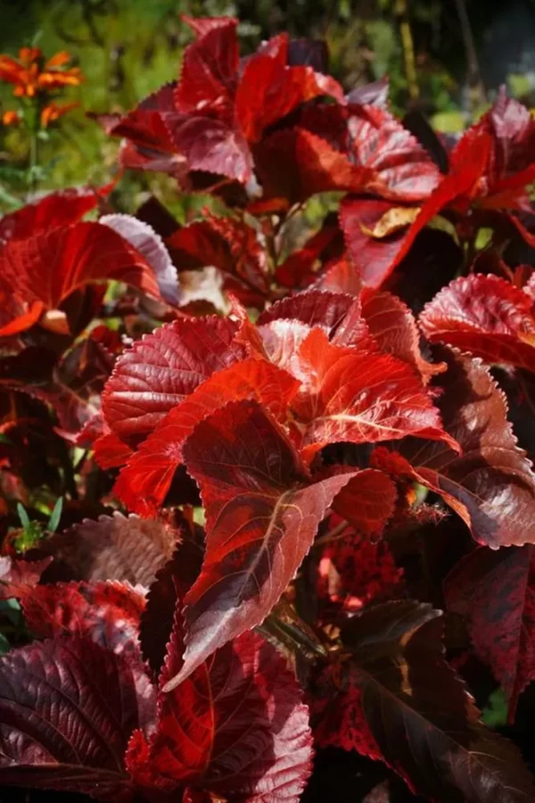 ACALYPHA RED