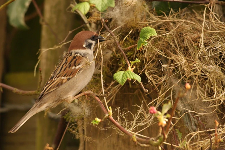 sparrow bird sitting on tree branch