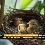 Why Sparrows Are Disappearing in…